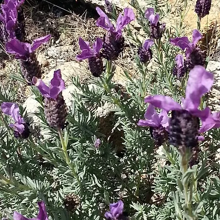 Hotel Beach Hotell Propriano (Corsica)