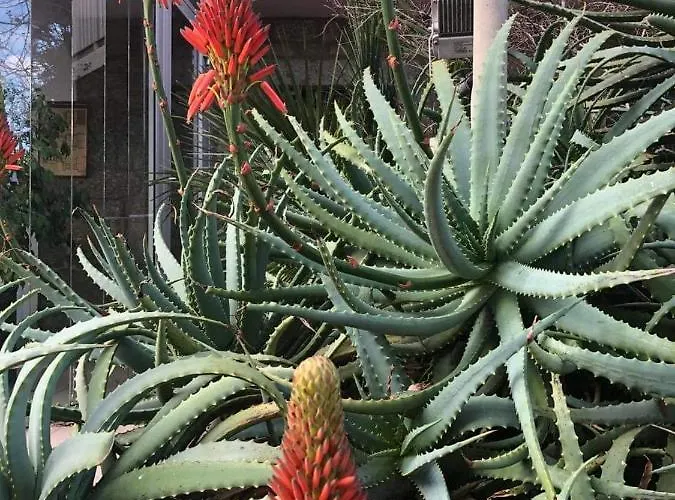 Hôtel Beach 2* Propriano (Corsica)