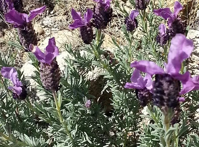 海滩酒店 酒店 普罗普里亚诺